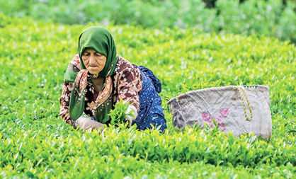 برگ سبز چای بیشتر از نرخ تضمینی خریداری می‌شود