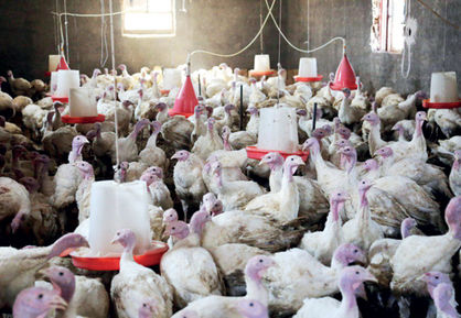 بنیاد برکت 4800 شغل در استان فارس ایجاد میکند