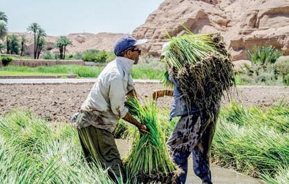 خودکفایی برنج با کمک طبیعت