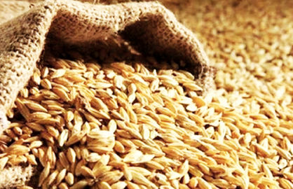نگرانیها از سرکوب قیمتی «گندم»