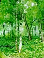 اجرای طرح جایگزین تنفس جنگل‌ها