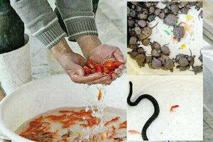 برخورد یگان حفاظت محیط زیست با خرید و فروش گونههای جانوری و گیاهی در خطر انقراض