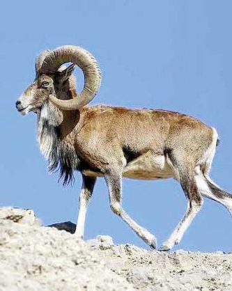 تشکیل کمیته مشترک اینترپل و یگان حفاظت محیطزیست
