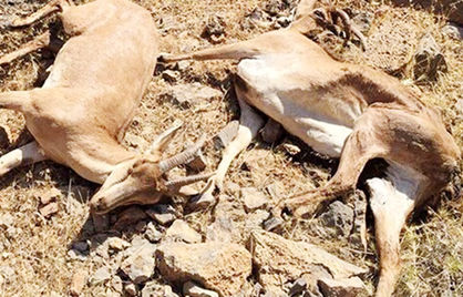 شیوع طاعون نشخوارکنندگان کوچک طی ۶ ماه گذشته