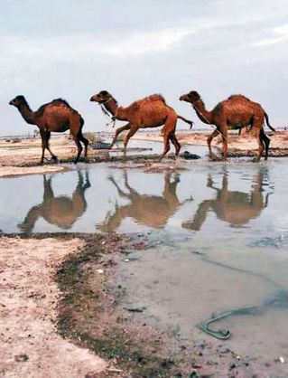 طرح مدیریت جامع تالاب جازموریان تصویب شد