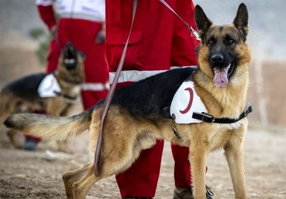 ببینید| کمک سگ‌های جست‌وجو و نجات ایران برای یافتن زنده‌ها زیر آوار زلزله ترکیه