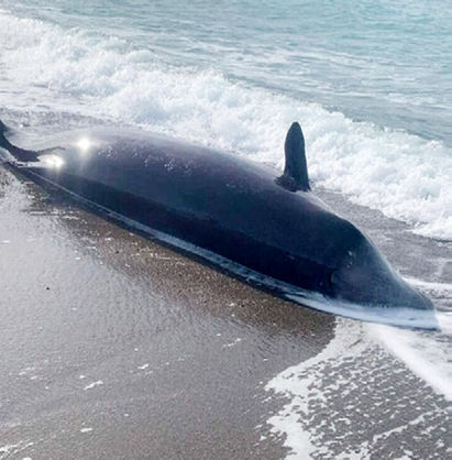مرگ نهنگ‌ها در پی زلزله