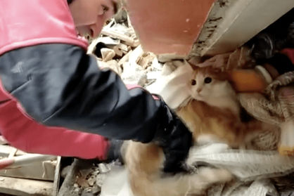 ببینید| رفتار عجیب و غریب گربه‌‌ها در زمان وقوع زلزله ترکیه