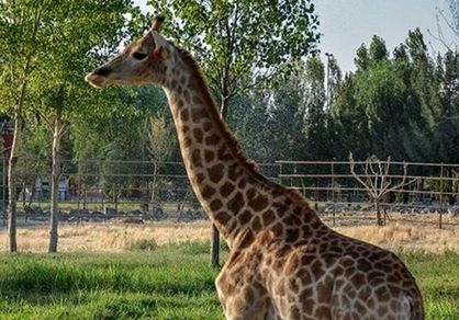 چه گونههایی در باغ وحش صفادشت تلف شدند؟