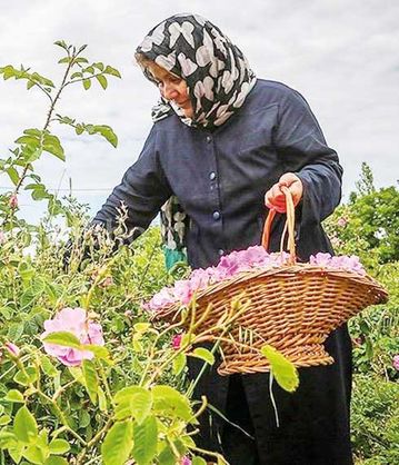 برگزاری جشنواره «گل و گلاب» در بوستان آب و آتش