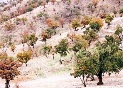 جنگلهای زاگرس در احاطه آفات