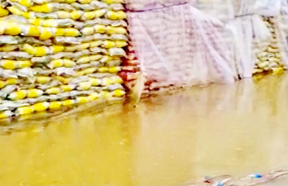 پاسکاری سازمان‌ها در ماجرای برنج‌های باران‌زده
