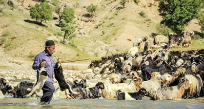 خسارت ۲۰ میلیاردی به عشایر در سیل استان تهران