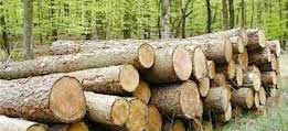 افزایش ۲۲ درصدی قاچاق چوب در سال جاری