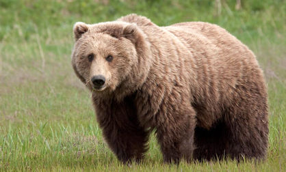 یک خرس در ایتالیا تحت تعقیب قرار گرفت