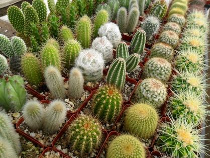 چطور از کاکتوس در خانه نگهداری کنیم؟