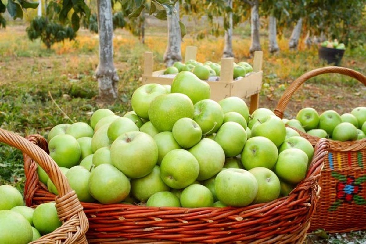 کبد چرب خود را با این میوهها درمان کنید