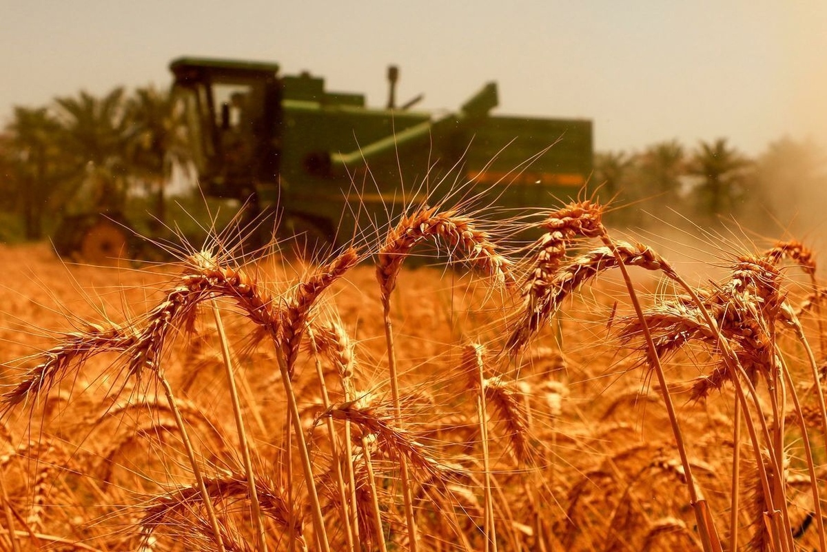 نرخ خرید تضمینی گندم در ایران بالاتر از قیمت جهانی تعیین شده است؟