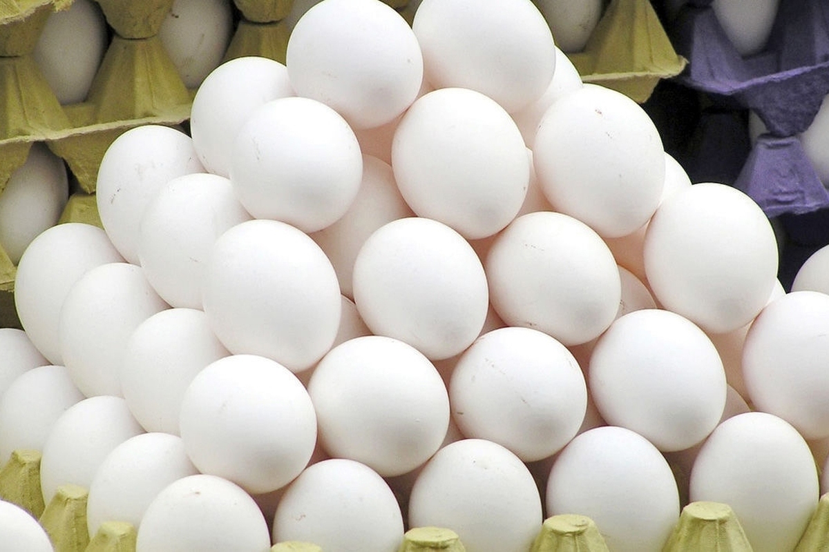 افزایش قیمت تخم‌مرغ تکذیب شد/ هر کیلو تخم‌مرغ چند؟
