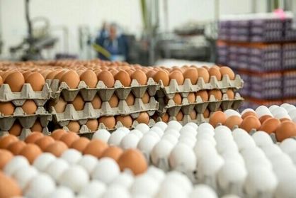 راهکارهای شناخت تخم مرغ سالم