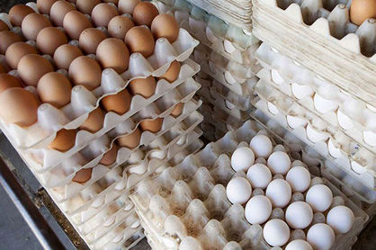 کاهش توان خرید مردم برای گوشت و مرغ مصرف تخم‌مرغ را افزایش داد