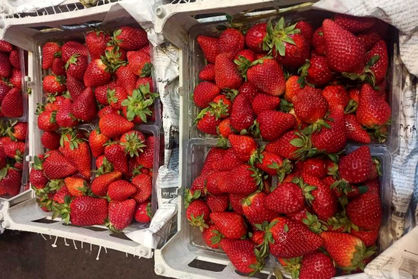 قیمت عجیب توت فرنگی در بازار میوه/ دلیل گرانی هندوانه چه بود؟