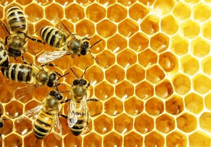 زهر زنبور عسل مانند آنتی‌بیوتیک عمل می‌کند