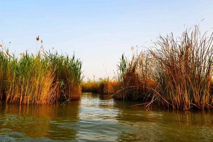 خبر خوب هفته؛ چهار تالاب ایران جان تازه گرفتند