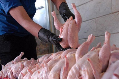 ناتوانی وزارت جهاد کشاورزی در کنترل قیمت مرغ