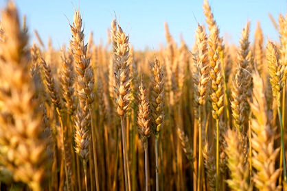 قیمت خرید گندم اصلاح می‌شود؟