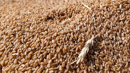افزایش قیمت گندم ادامه دارد