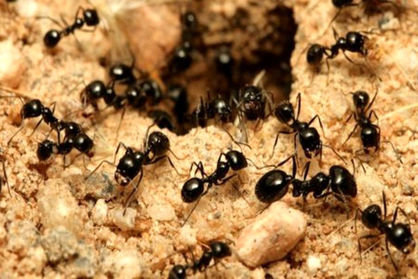 قطع اینترنت یک منطقه در آلمان توسط مورچه‌ها