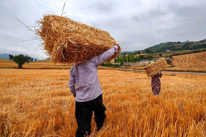 بیبرنامگی دولت برای خرید گندم چقدر به کشاورزان ضرر میزند؟+ اینفوگرافی