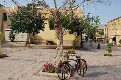 قطع یک درخت ارزشمند دیگر اینبار در شیراز+ تصویر