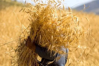 نرخ مناسب برای خرید گندم چقدر است؟