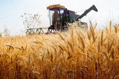 عضو شورای قیمتگذاری، نرخ خرید تضمینی گندم را اعلام کرد