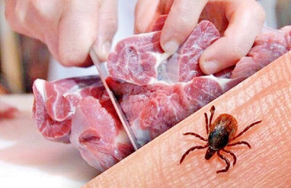 ثبت ۶۰  مورد ابتلا و ۳  مورد مرگ ناشی از تب کریمه کنگو در کشور