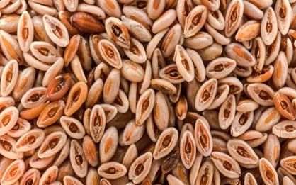 این دانه شما را از شر یبوست خلاص میکند