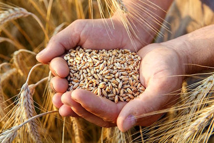 نرخ خرید تضمینی گندم و سریال وعدههای تکراری/ تعیین قیمت گندم باز هم به هفته آینده افتاد