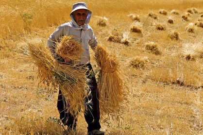 باز هم خلف وعده دولت به کشاورزان/ شهریور تمام شد و پول گندمکاران پرداخت نشد