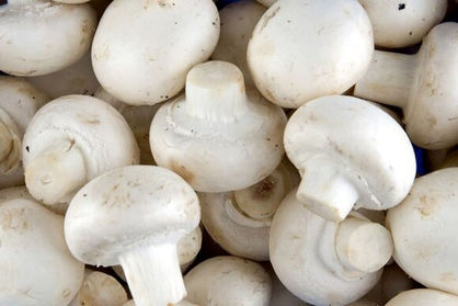 قارچ بخورید سرطان نمیگیرید