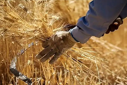 نوبت به قول قالیباف برای تسویه با کشاورزان رسید/ ظرف ۱۰ روز آینده بدهی گندمکاران پرداخت می‌شود