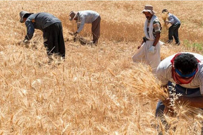 طلب گندمکاران چه زمانی پرداخت میشود؟