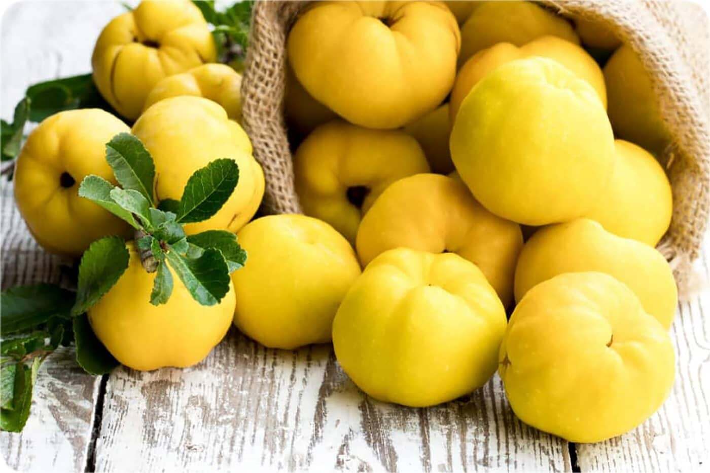 قبل از خرید نهال به و نهال خرمالو باید چه نکاتی را رعایت کنیم؟