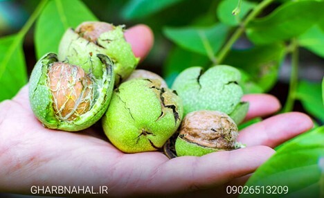 خرید بهترین نهال گردو از نهالستان غرب نهال