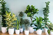 این گیاهان هوای خانه شما را تصفیه می‌کنند+ اینفوگرافی