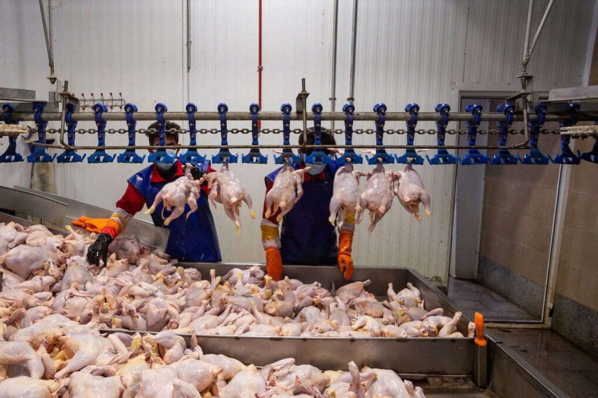 رشد ۱۰ درصدی قیمت مرغ در یک ماه گذشته/ چرا مرغ دوباره گران شد؟+ جدول قیمت مرغ در استان‌ها
