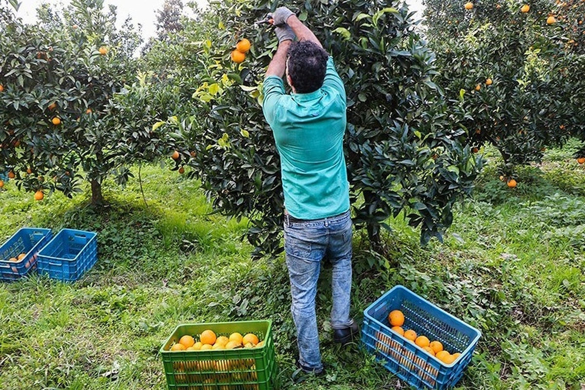 دستمزد کارگر روزمزد برای باغبانی و کشاورزی چقدر است؟