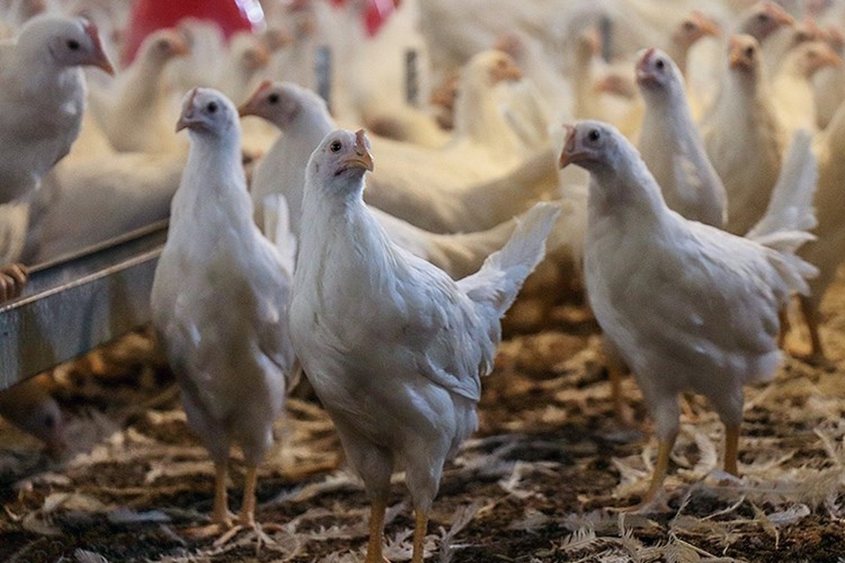 وعده جدید برای کاهش قیمت مرغ؛ منتظر هفته‌ها یا ماه‌های آینده بمانید