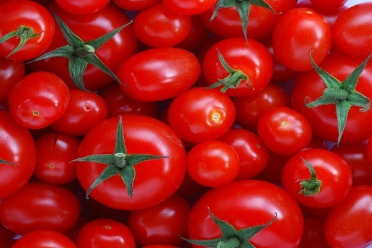 قیمت جدید گوجه‌فرنگی در میادین میوه و تره‌بار اعلام شد